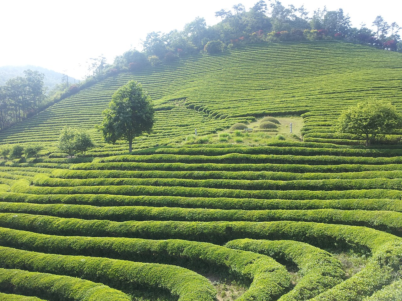 Boseong & Suncheon Tea Slow Journey thumbnail 2