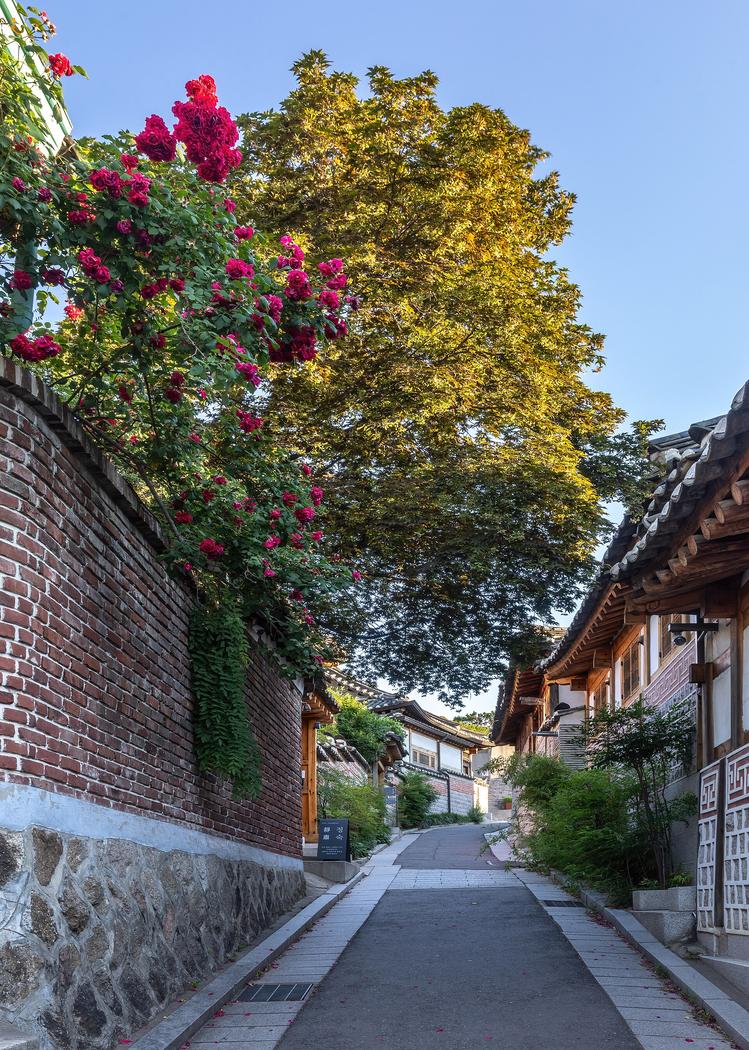 Bukchon hanok lane with roses