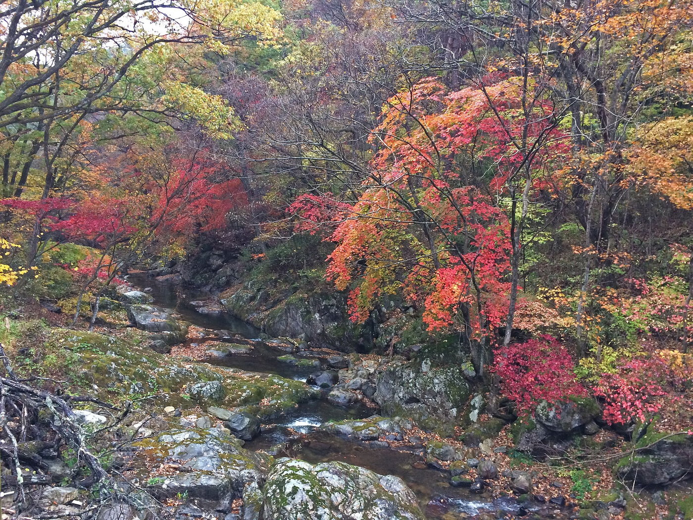 Wonju forest foliage; Oak Valley trail is not pictured