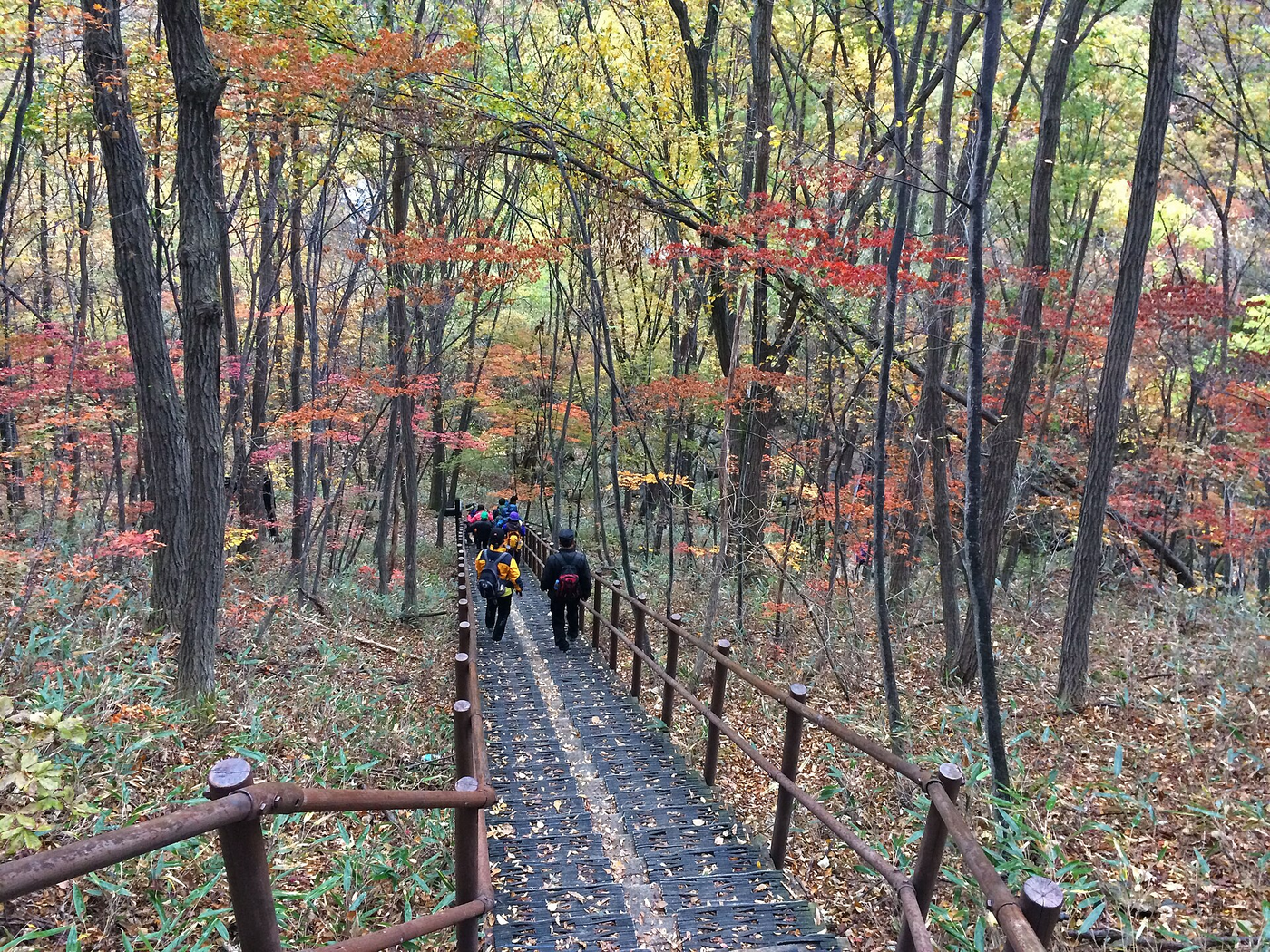 Forest trail in Wonju; Dadoon Trail is not pictured