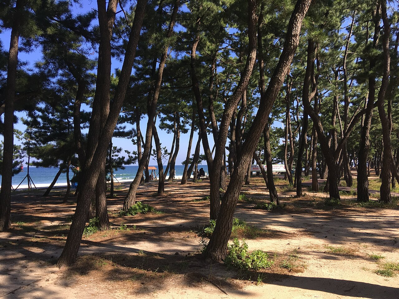 Coastal pine route beside Gyeongpo Beach, Gangneung