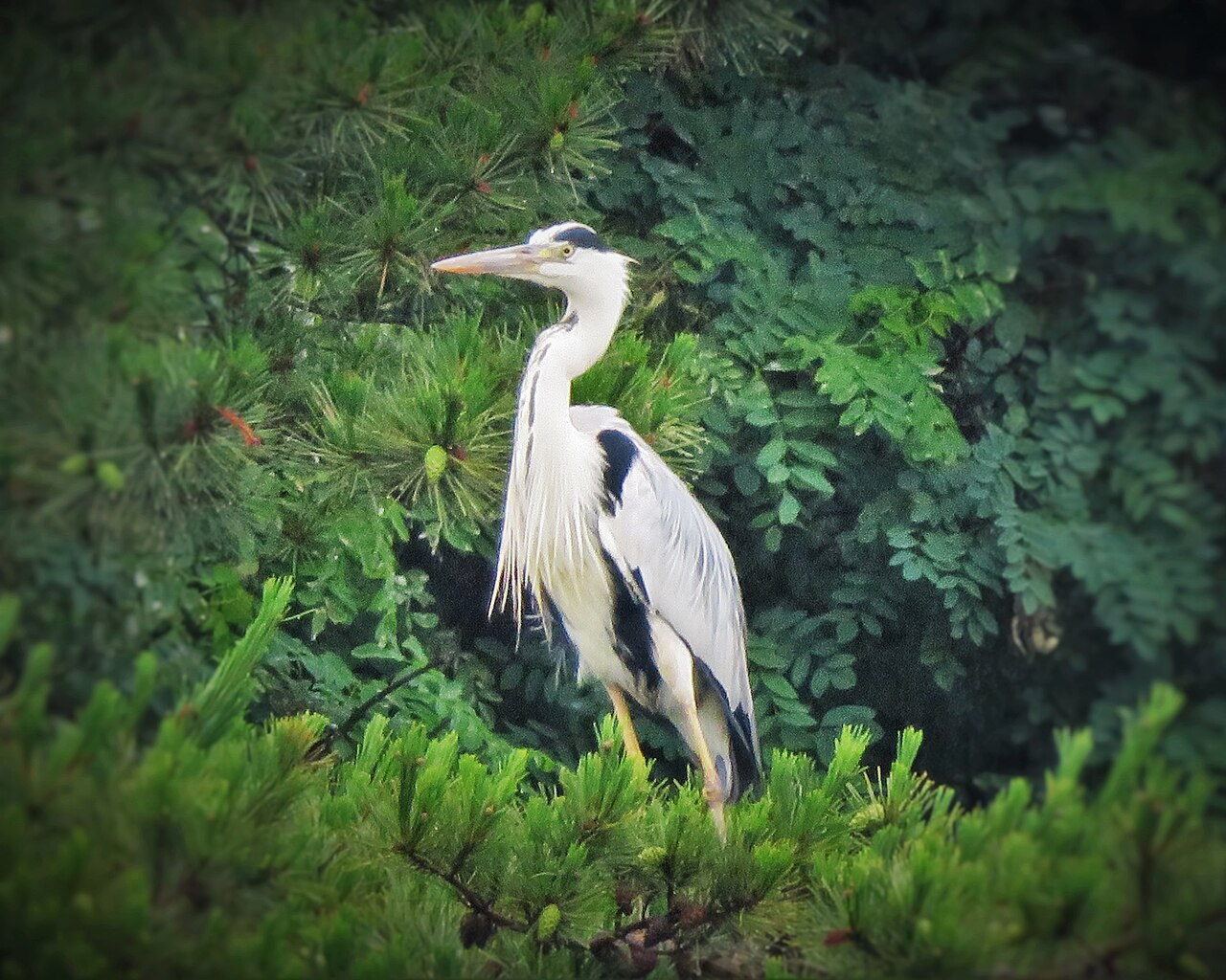 Uirimji waterside, Jecheon
