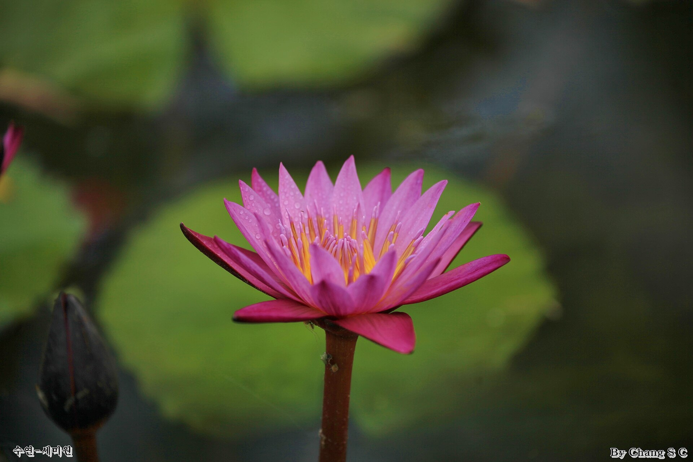 Lotus at Semiwon, Yangpyeong