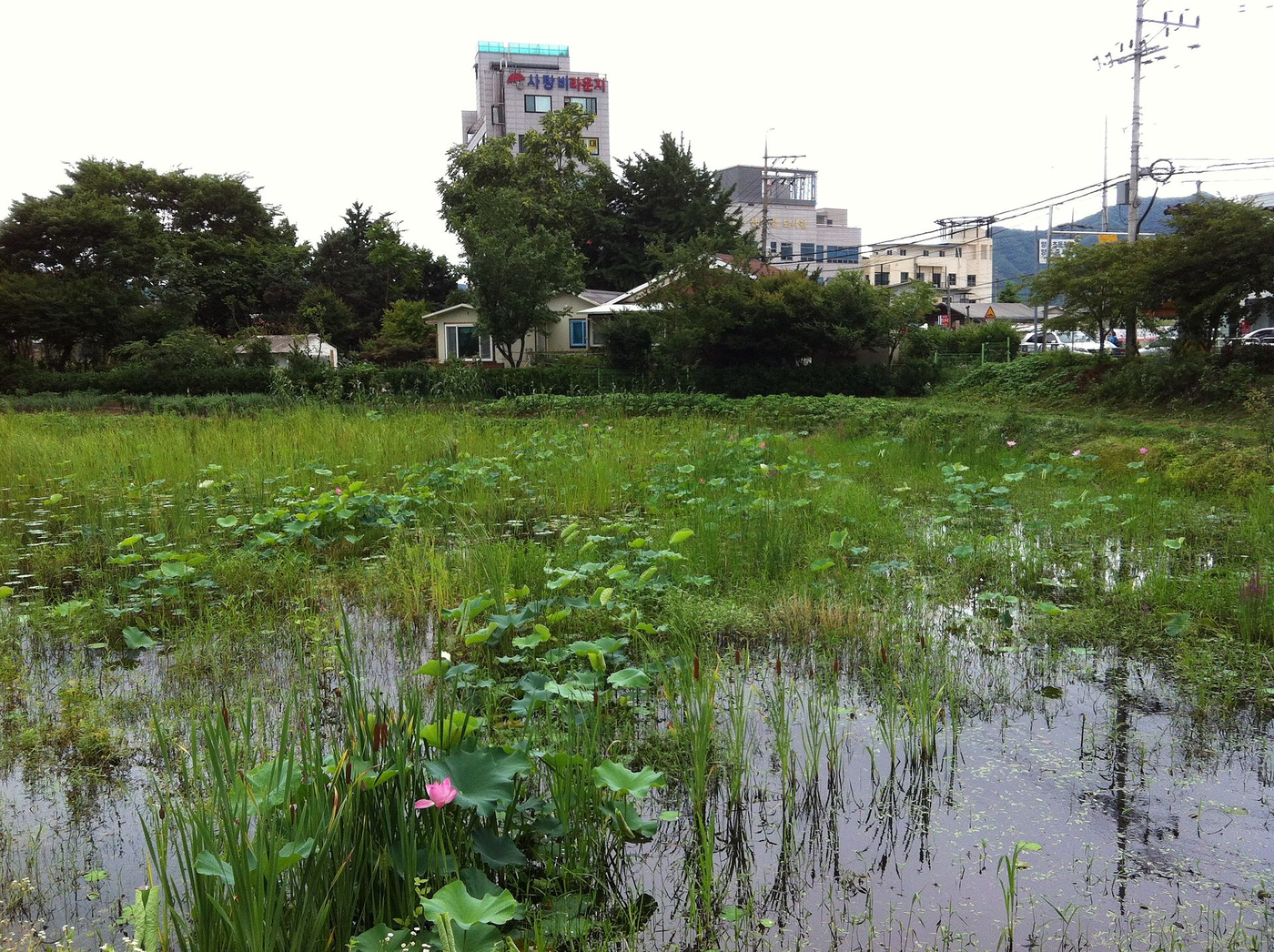 Lotus pond at Semiwon