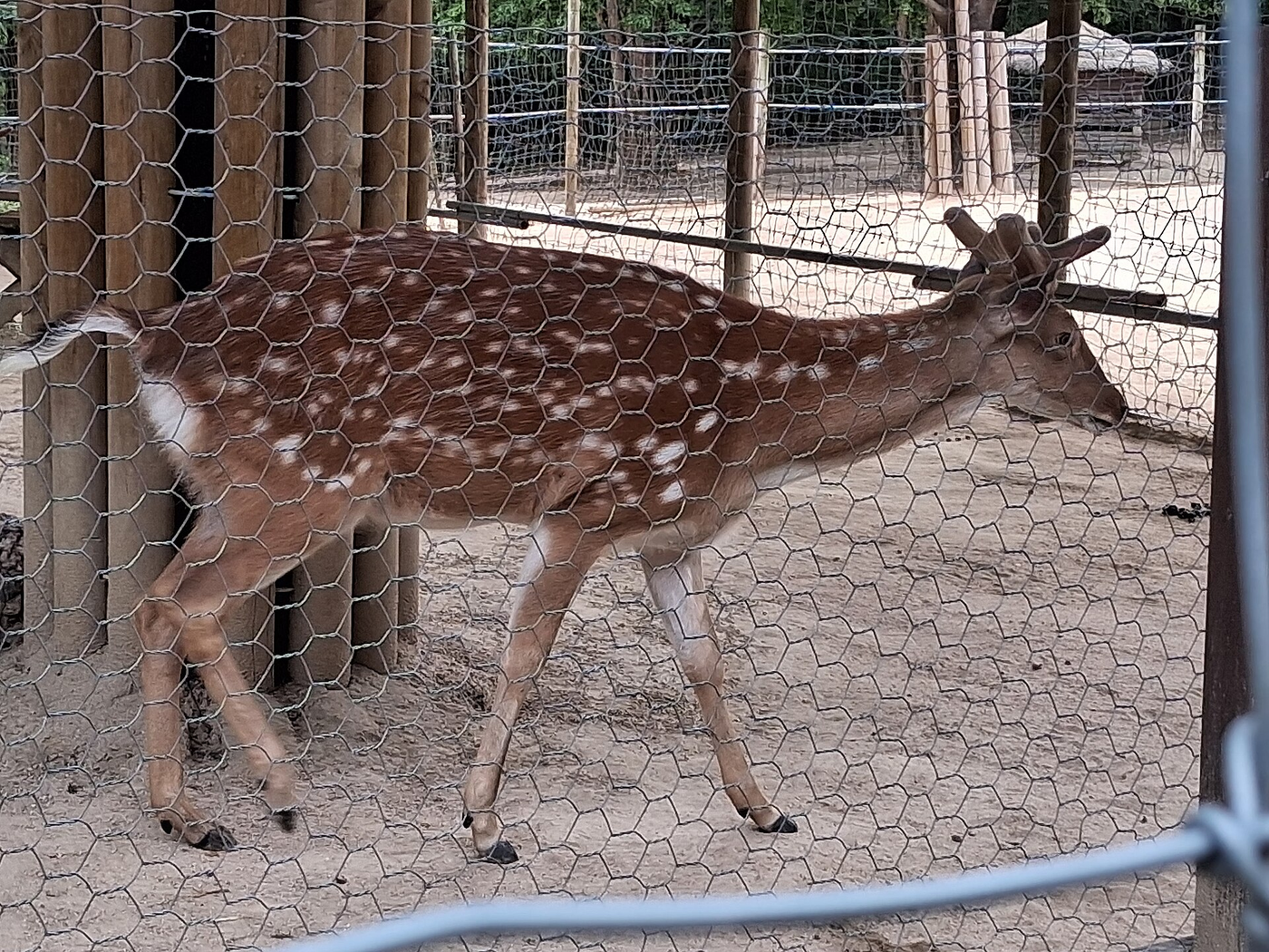 Deer at Seoul Forest