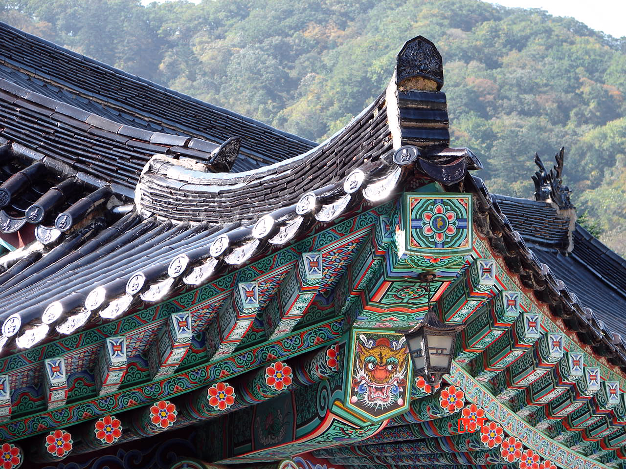 Woljeongsa Fir Forest Temple Pause thumbnail 3