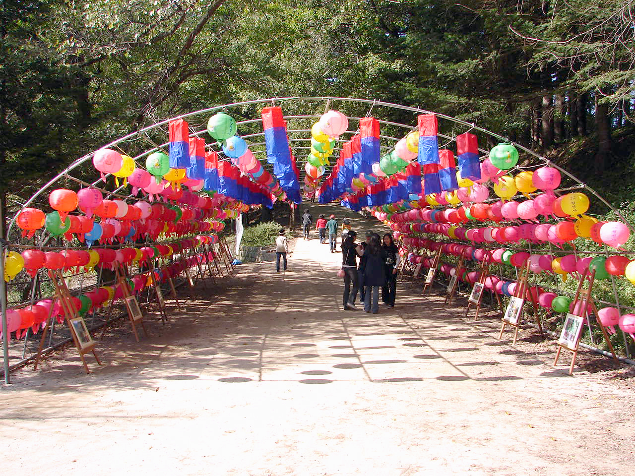 Woljeongsa Fir Forest Temple Pause thumbnail 6