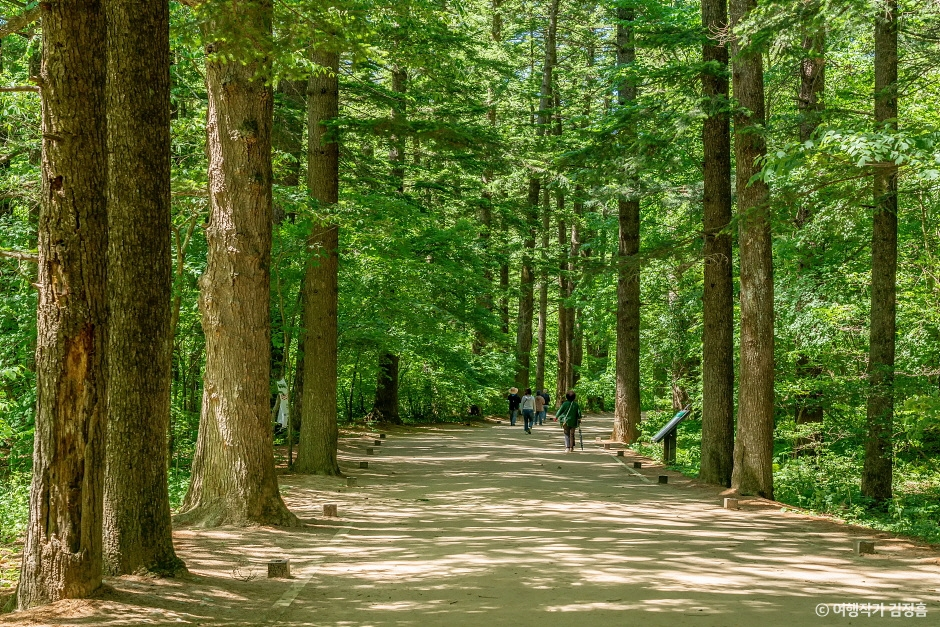 Woljeongsa Fir Forest Temple Pause thumbnail 10